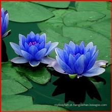 100% natural azul extrato de flor de lótus 10: 1